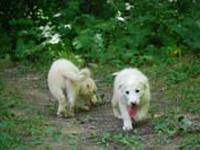 mastino abruzzese cuccioli